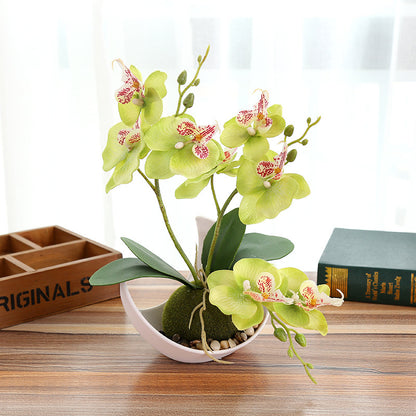 Creative Decoration Plants