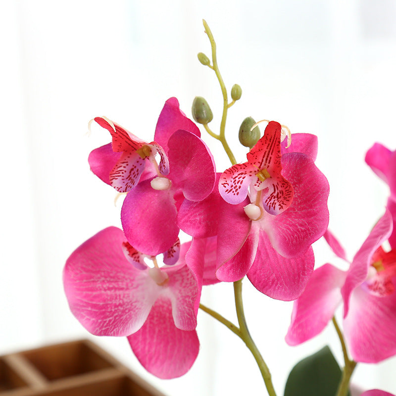 Creative Decoration Plants