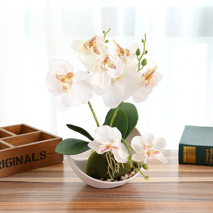 Creative Decoration Plants